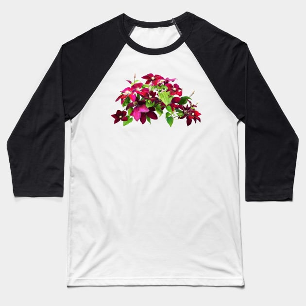 Magenta Clematis With Vine Baseball T-Shirt by SusanSavad